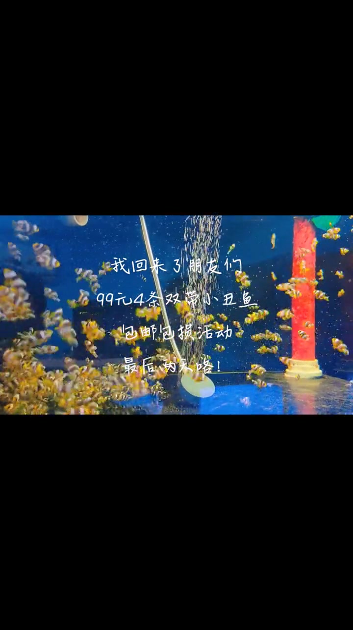 我回来了朋友们!99元4条双带小丑鱼,包邮包损活动最后两天咯!海缸日记 海缸 海水鱼 海水