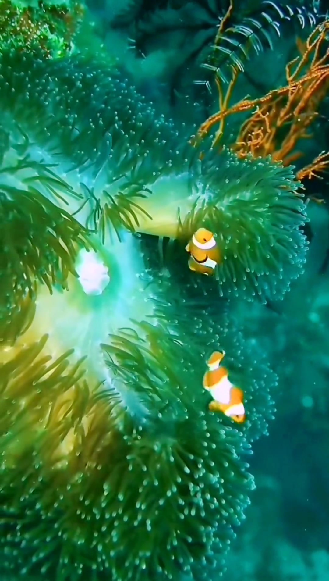 全是鱼,各种各样的鱼游在五颜六色的珊瑚中 海底世界 动态壁纸 鱼