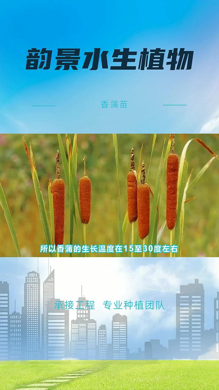 香蒲种子 香蒲苗 香蒲种子