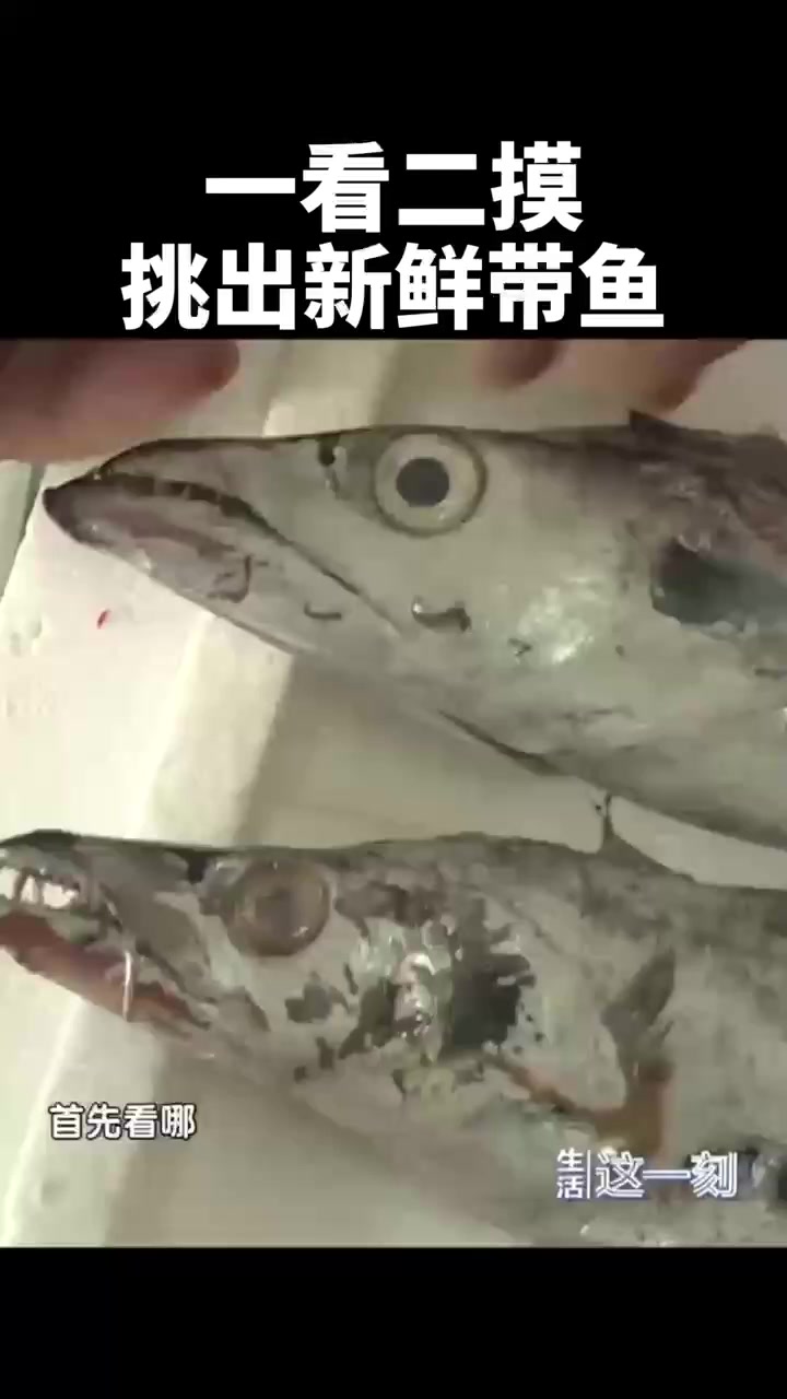 一看二摸 挑出新鲜带鱼
