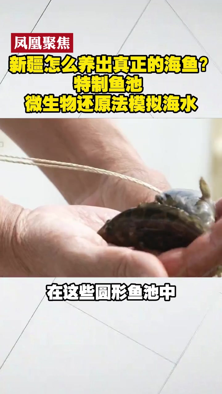 新疆怎么养出真正的海鱼?特制鱼池 微生物还原法模拟海水 凤凰聚焦 新疆海鲜 海鲜水产
