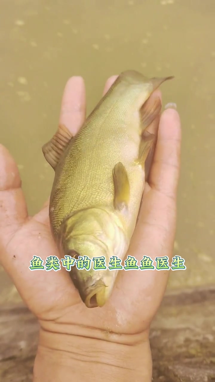 丁桂鱼苗几个月就可以吃,长到半斤就能出塘,肉质非常鲜嫩,可谓是烫火锅的首选 丁桂鱼 丁桂鱼