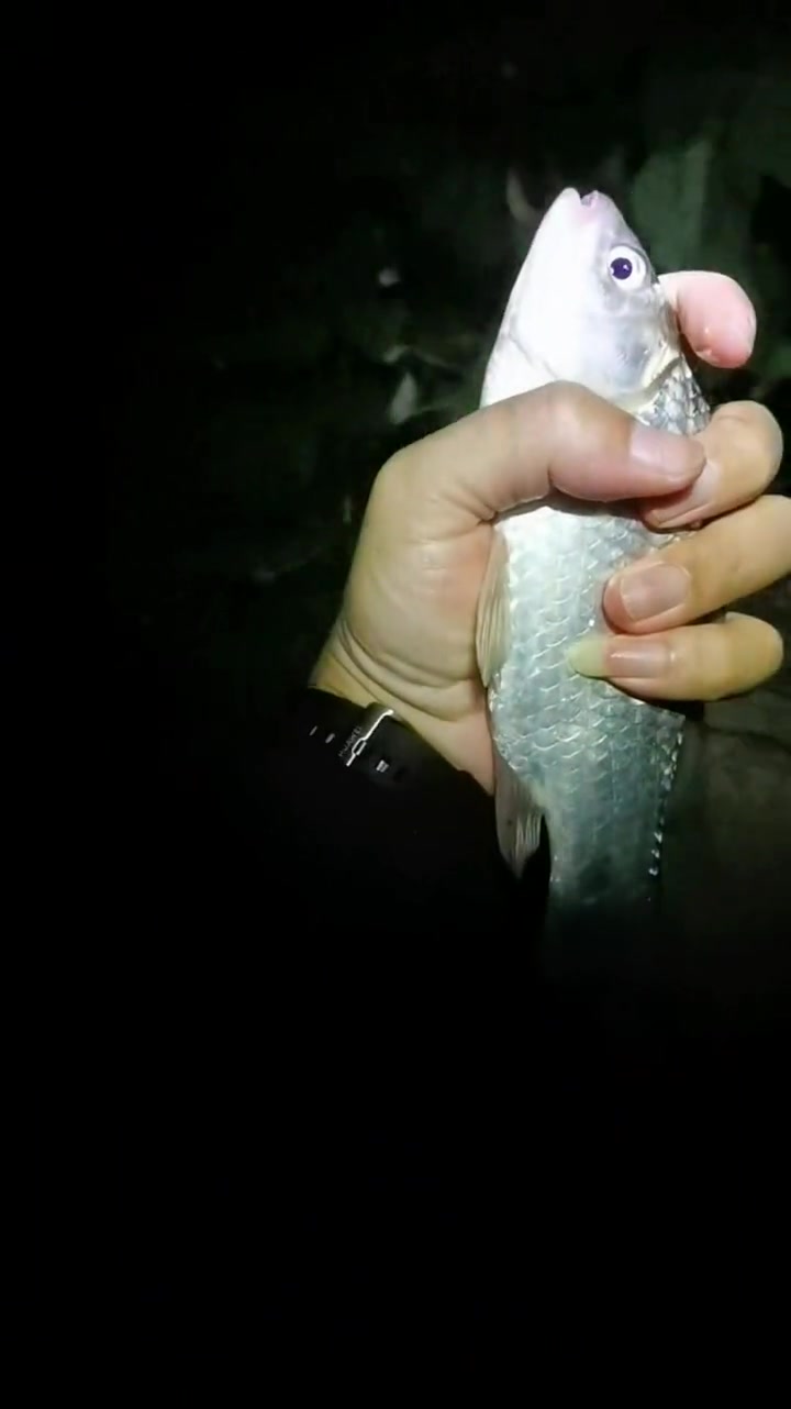 秋季夜钓学会这样选钓位,钓鱼轻松多了,鱼获多且惊喜不断 钓鱼 夜钓 秋季钓鱼