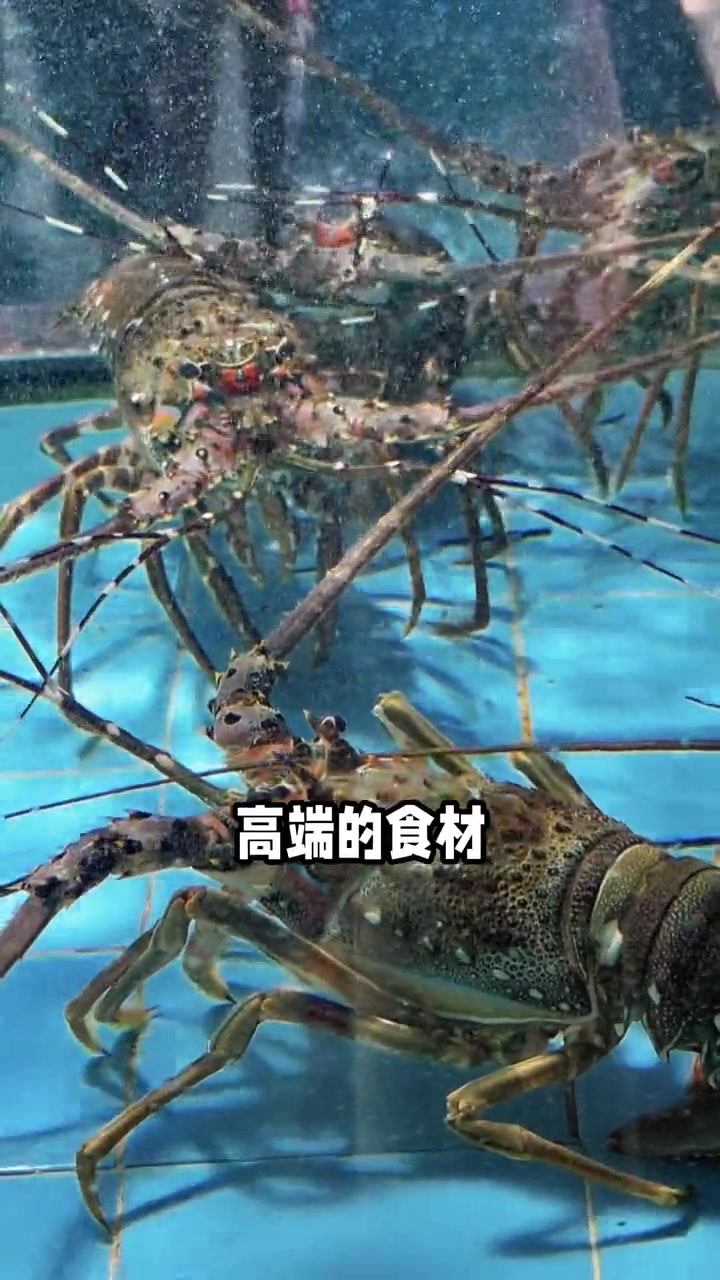 海鲜当然要蒸着吃才够鲜啦!来顺德吃海鲜准没错!海鲜 蒸汽海鲜 寻味顺德美食