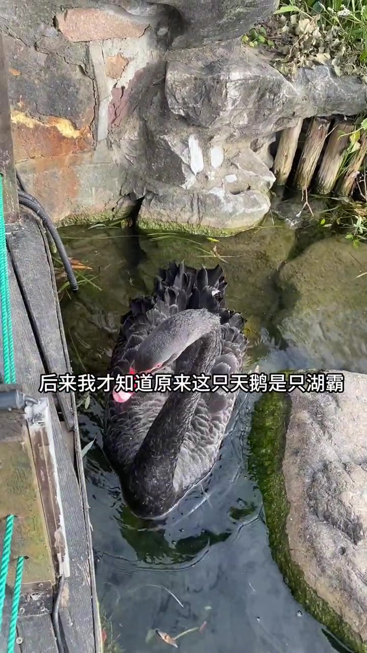 我在湖边从三点到六点和天鹅大雁聊了3个小时我这是有多无聊啊 西郊宾馆