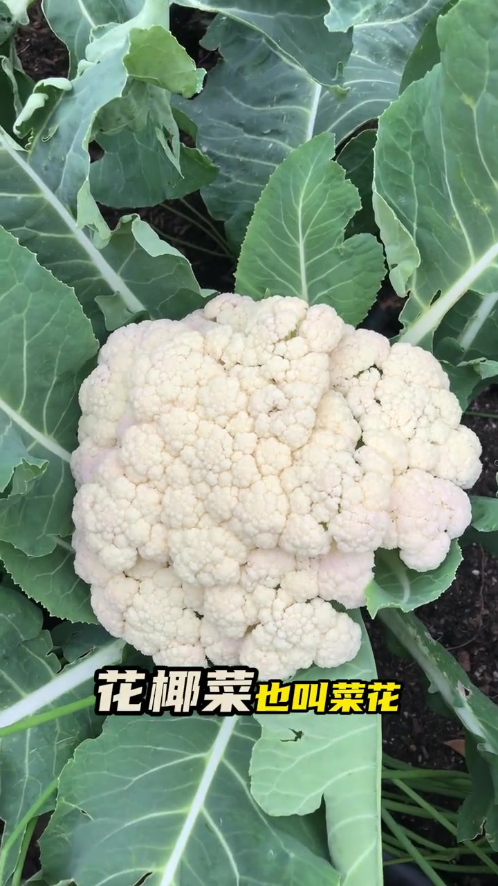 圆白菜,西兰花,芥蓝,苤蓝,大菜花,还有被超模捧红的羽衣甘蓝,他们虽然长相各异,但居然是同
