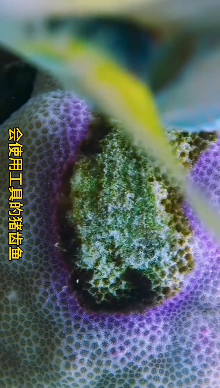 海底世界有种会使用工具的鱼砸碎贝壳 猪齿鱼 鱼 海洋生物