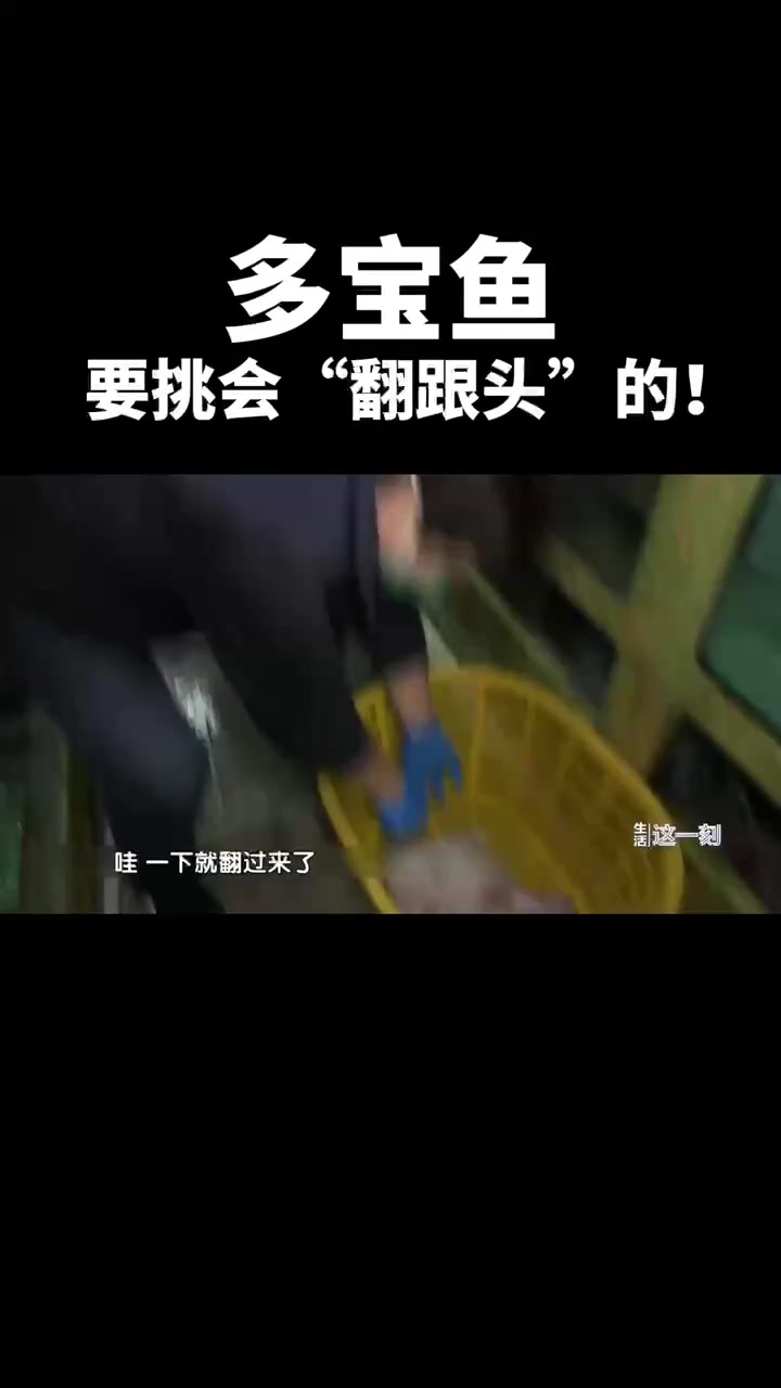 多宝鱼 要挑会“翻跟头”的!