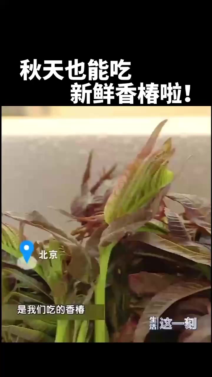蔬菜真相大揭秘!秋天也能吃新鲜香椿啦!