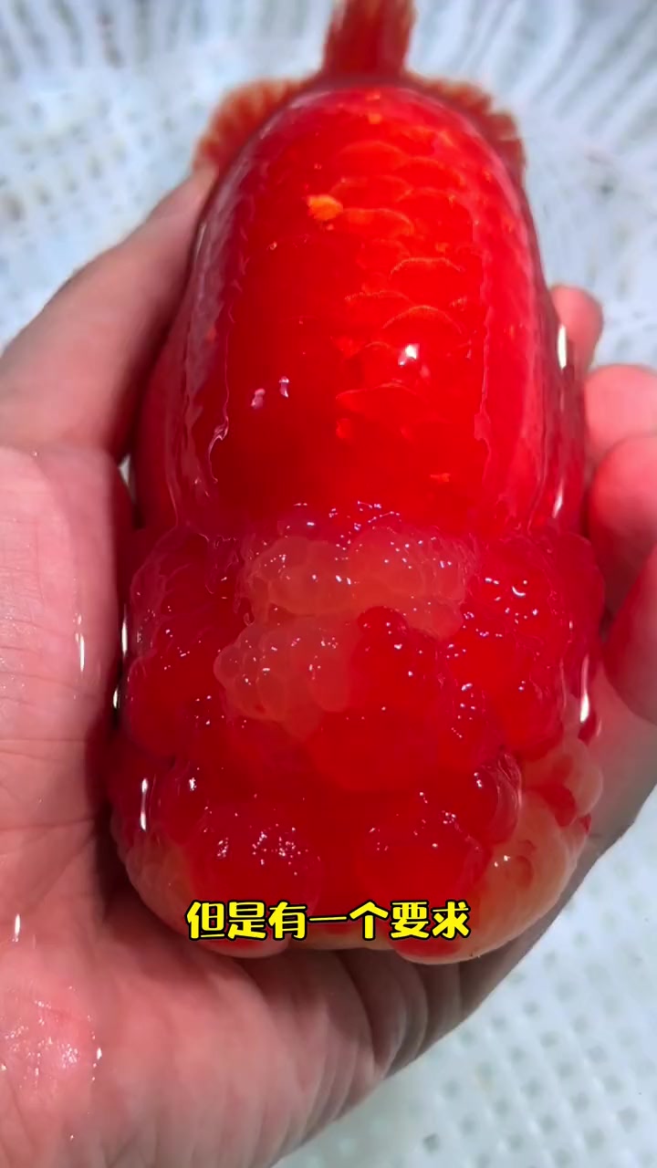 “丑萌兰寿”选美比赛,在评论区发出你们的鱼吧 兰寿金鱼 观赏鱼 萌宠 热门