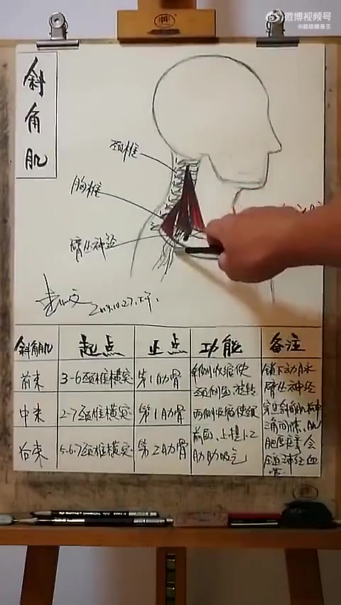 健身小白入门课——全身肌肉起止点(素描版) 这是健身最基础的东西