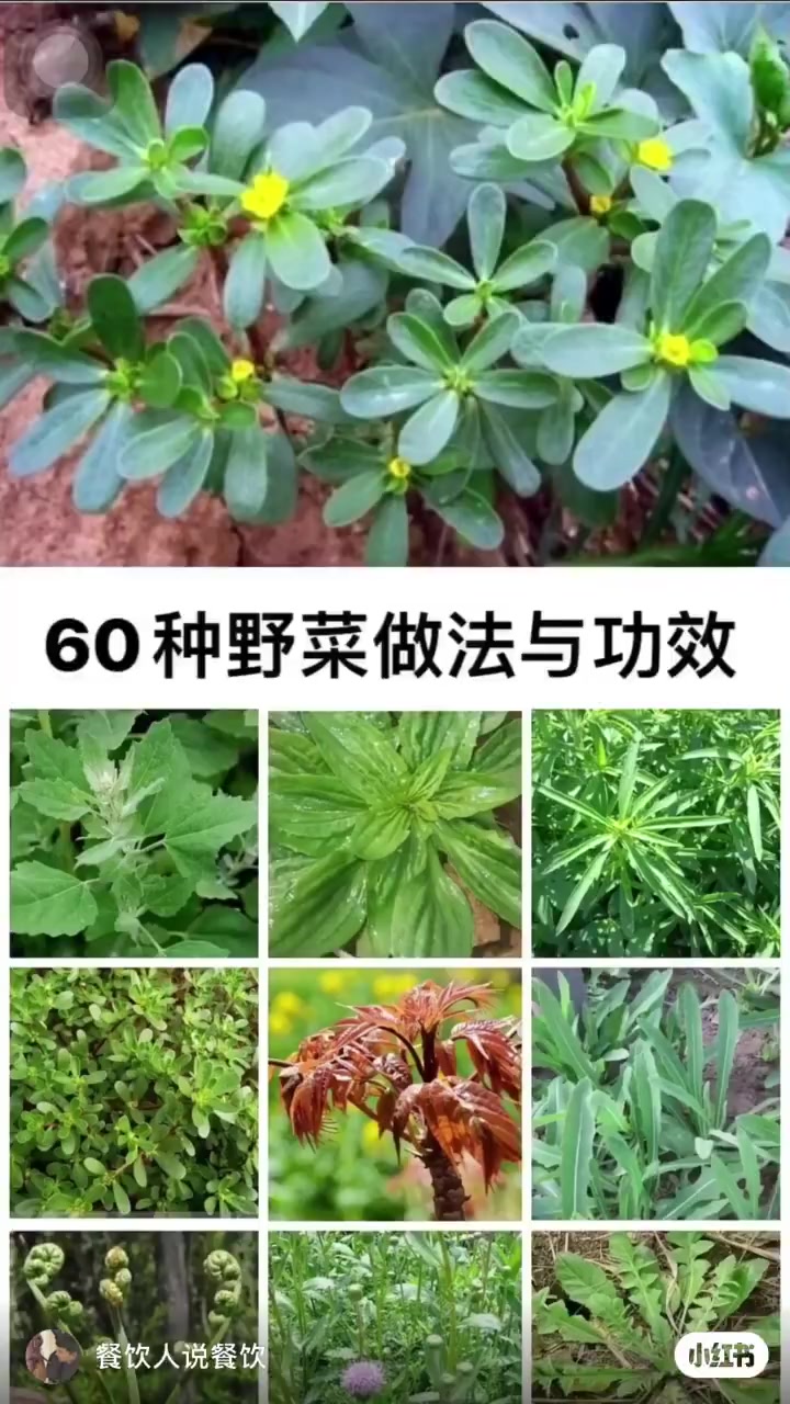 60种野菜的做法以及功效