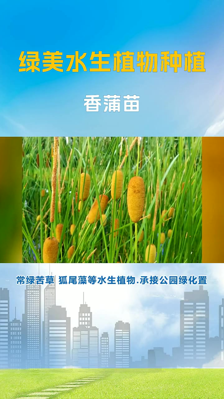 香蒲种子 香蒲苗 香蒲种子