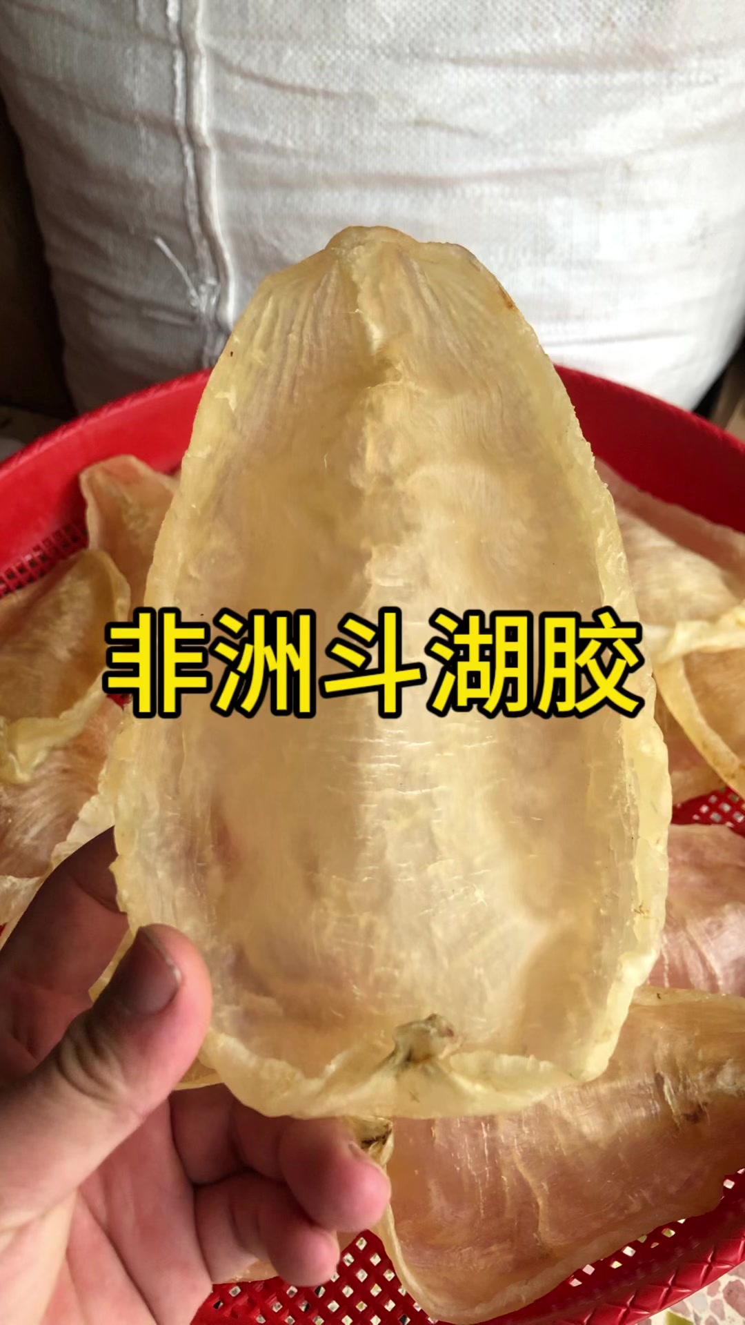 抢鱼胶风波,你抢了哪些鱼些呢?一起认识认识这个鱼胶吧