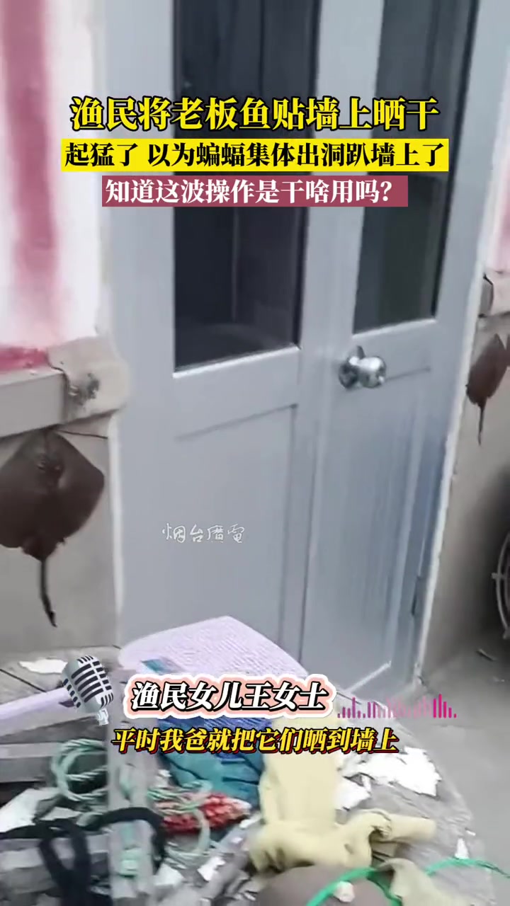 10月8日,山东烟台。渔民将老板鱼贴墙上晾干。起猛了,还以为蝙蝠集体出动趴墙上了。你知道这