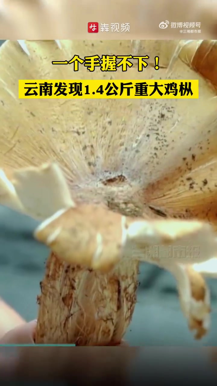 「一个手握不下!云南发现1.4公斤重大鸡枞」10月9日(发布时间),云南省昌宁县一居民在当