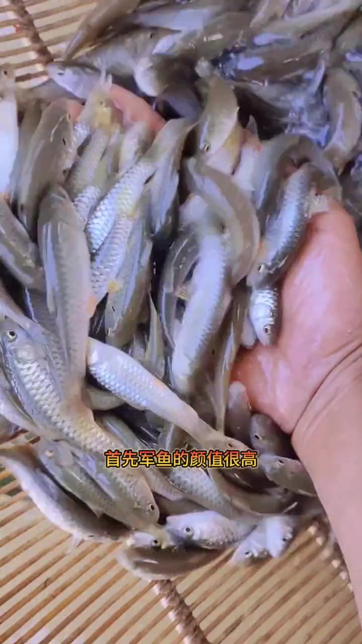 军鱼苗。学名光倒刺鲃,也叫军鱼,青棍,光鱼,黄娟鱼。军鱼苗是杂食性鱼,喜欢吃五谷杂粮,植物