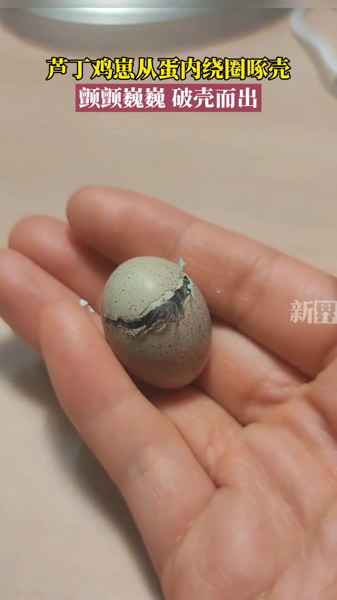 芦丁鸡崽从蛋内绕圈啄壳,颤颤巍巍,破壳而出。芦丁鸡 成长