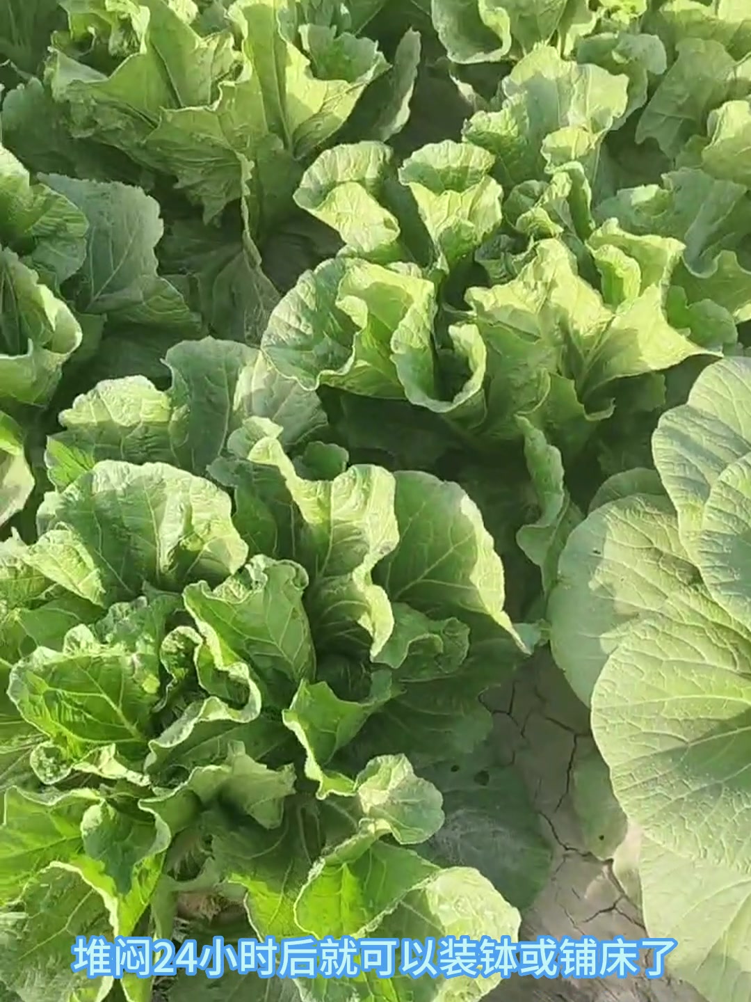春季大白菜早生种植要点,视频分享,仅供参考