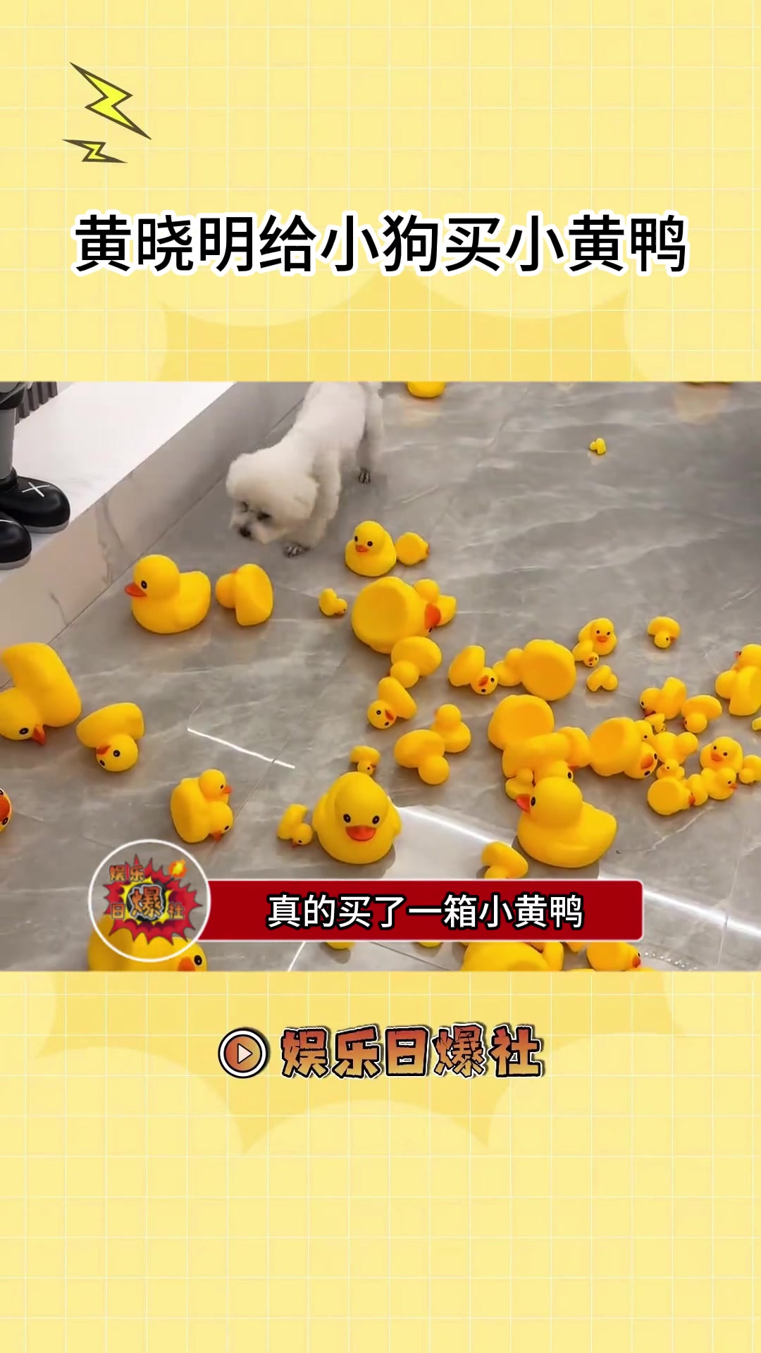 黄晓明给小狗买了一箱小黄鸭,这就是霸总的爱嘛!