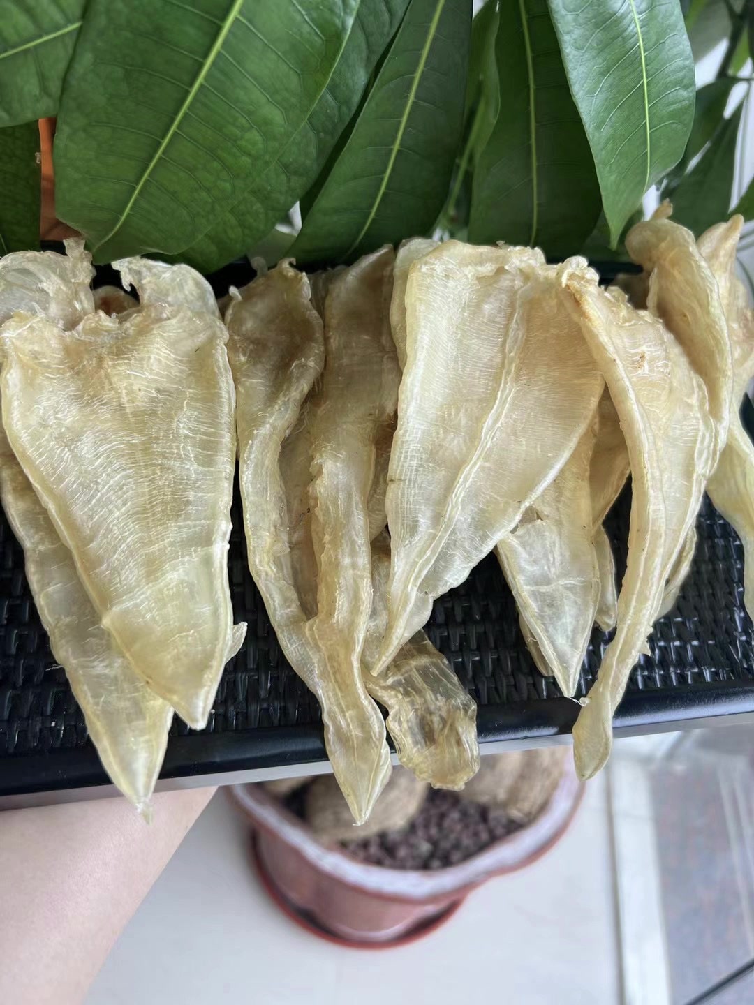 17头巴西野生鳘鱼胶,纹理类似白花,长得像三角形,厚肉清水