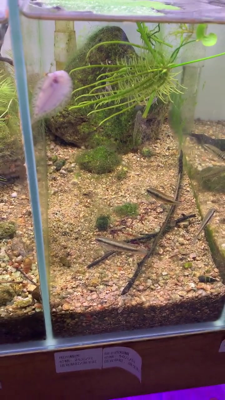 淡水比目鱼 藤纹 自然 热带鱼 观赏鱼