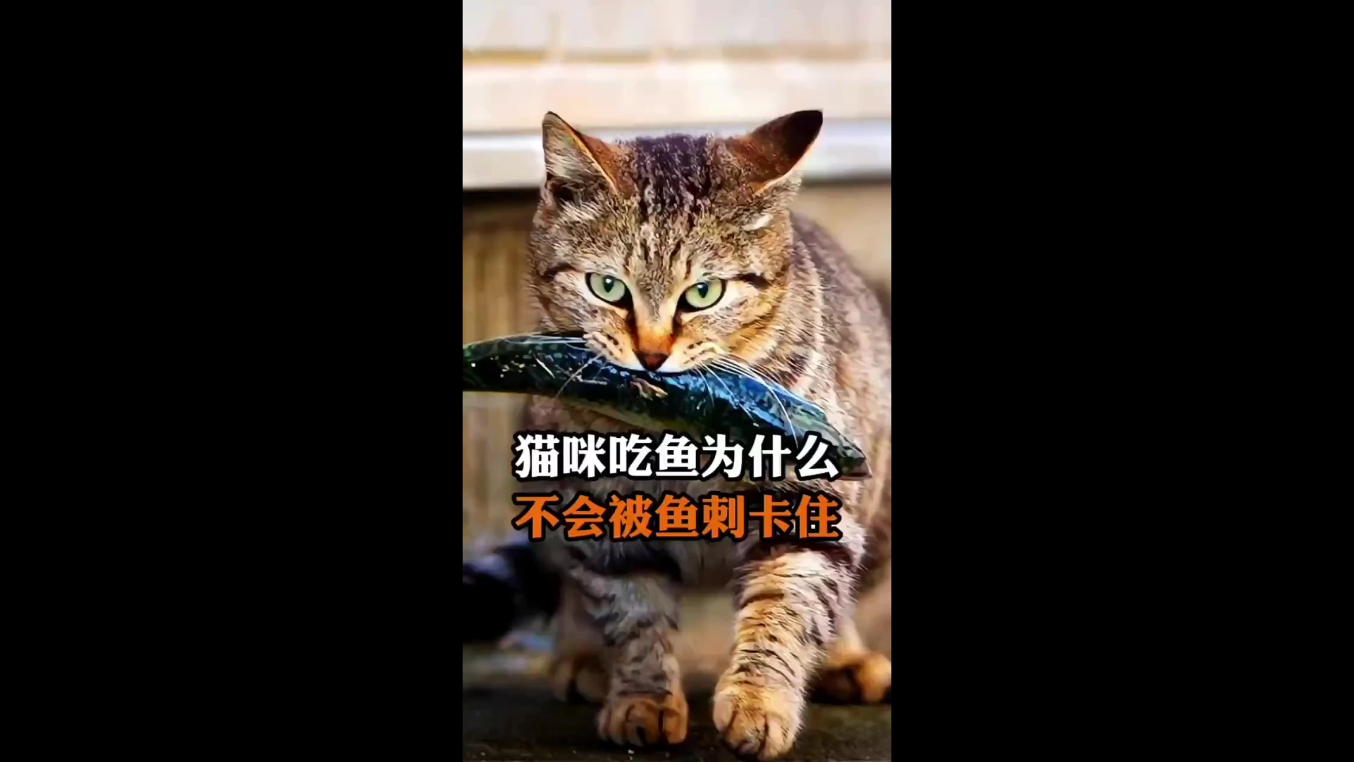 猫吃鱼为什么不会被鱼刺卡住