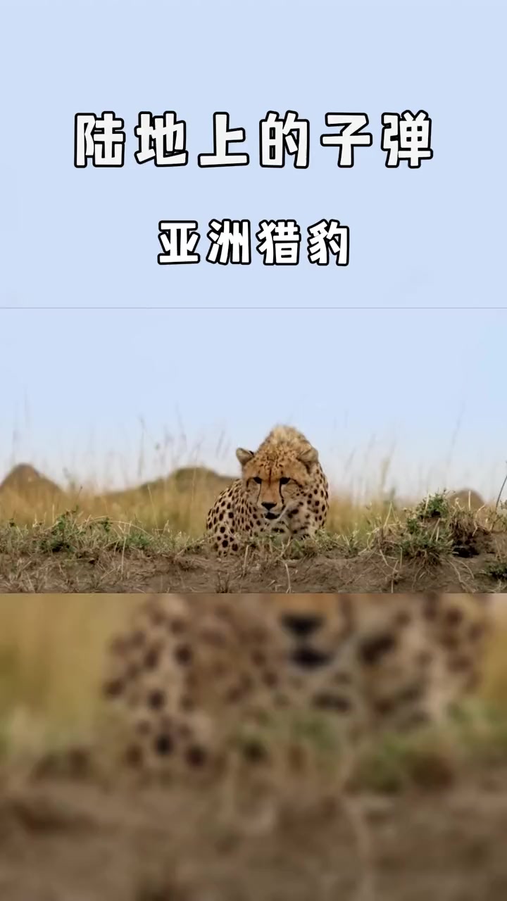 陆地上的子弹:亚洲猎豹的极速奔跑!