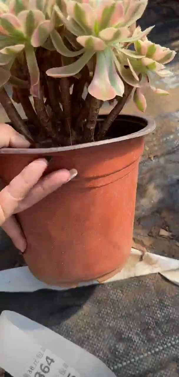 我推荐了 12口径粉蓝鸟老桩单头,快来看看!