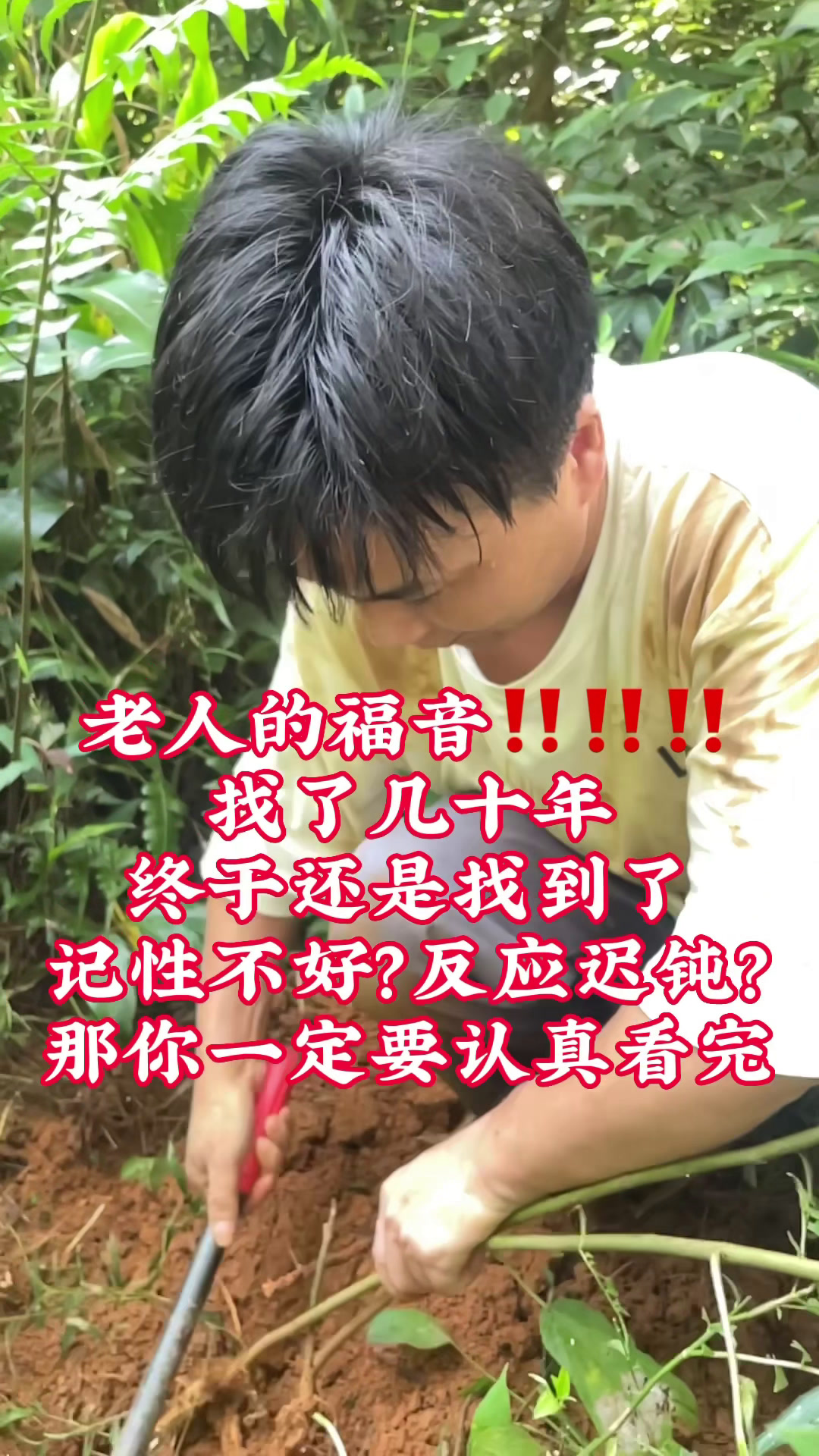 五指毛桃的功效与作用