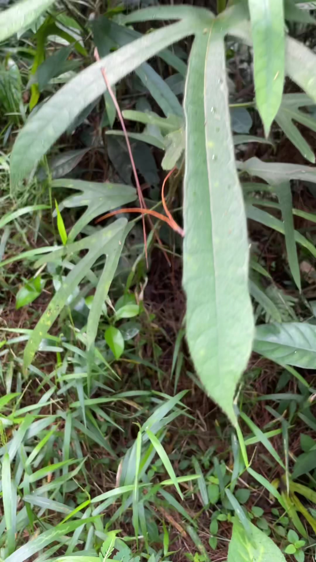 五指毛桃的功效与作用