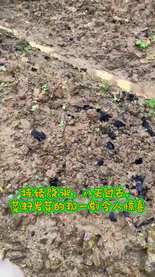 持续浇水,八天过去,菜籽发芽的那一刻令人惊喜