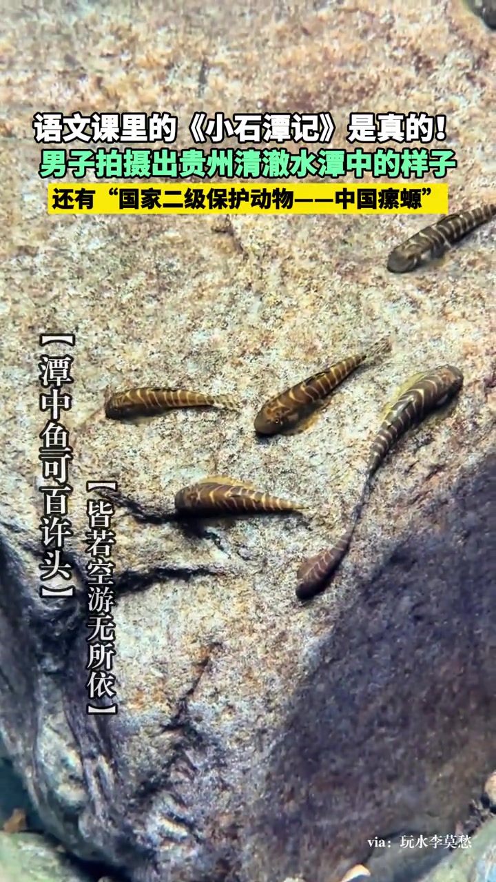 语文课里的《小石潭记》是真的!男子拍摄出贵州清澈水潭中的样子 “潭中鱼可百许头,皆若空游无
