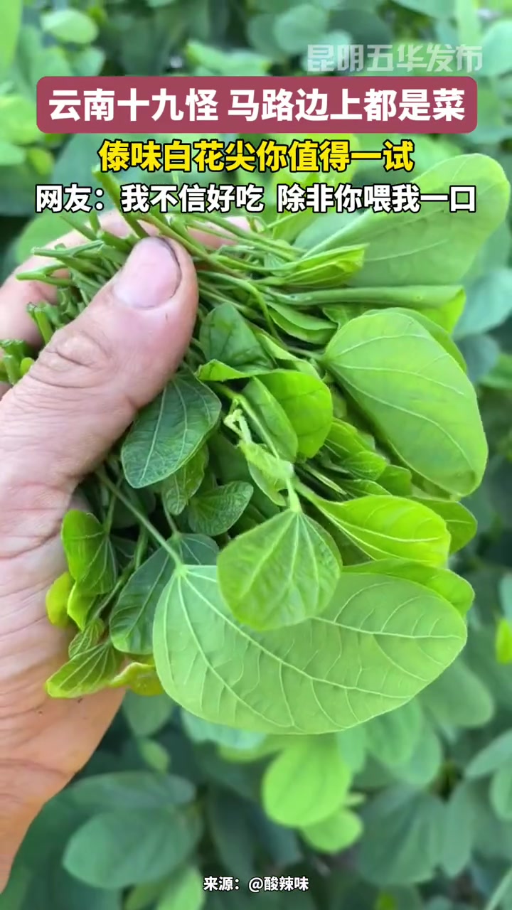 云南十九怪 马路边上都是菜 不可错过的云南美食 那些尝一口就忘不掉的特色美食 云南菜真的被
