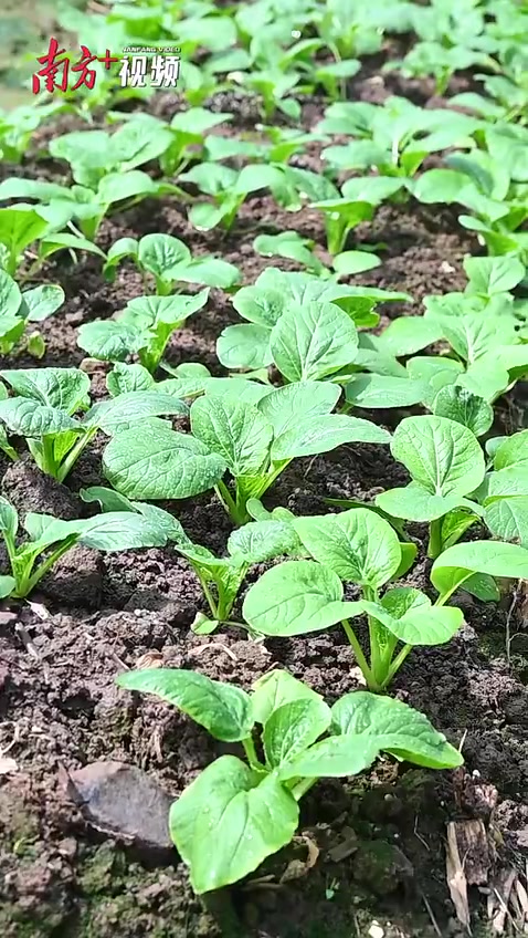 视频|16万亩连州菜心开播!“百亿产业”田间起