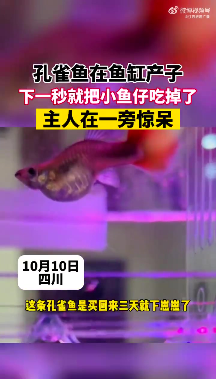 孔雀鱼在鱼缸产子下一秒就把小鱼仔吃掉了主人在一旁惊呆