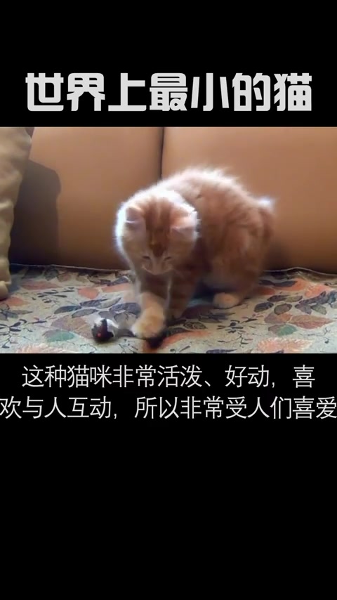 世界上最小的猫,你知道叫什么名字吗