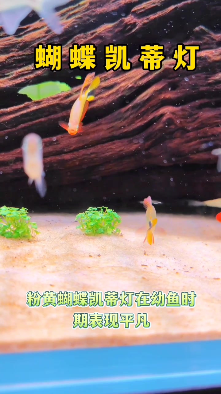 粉红蝴蝶凯蒂灯鱼很漂亮