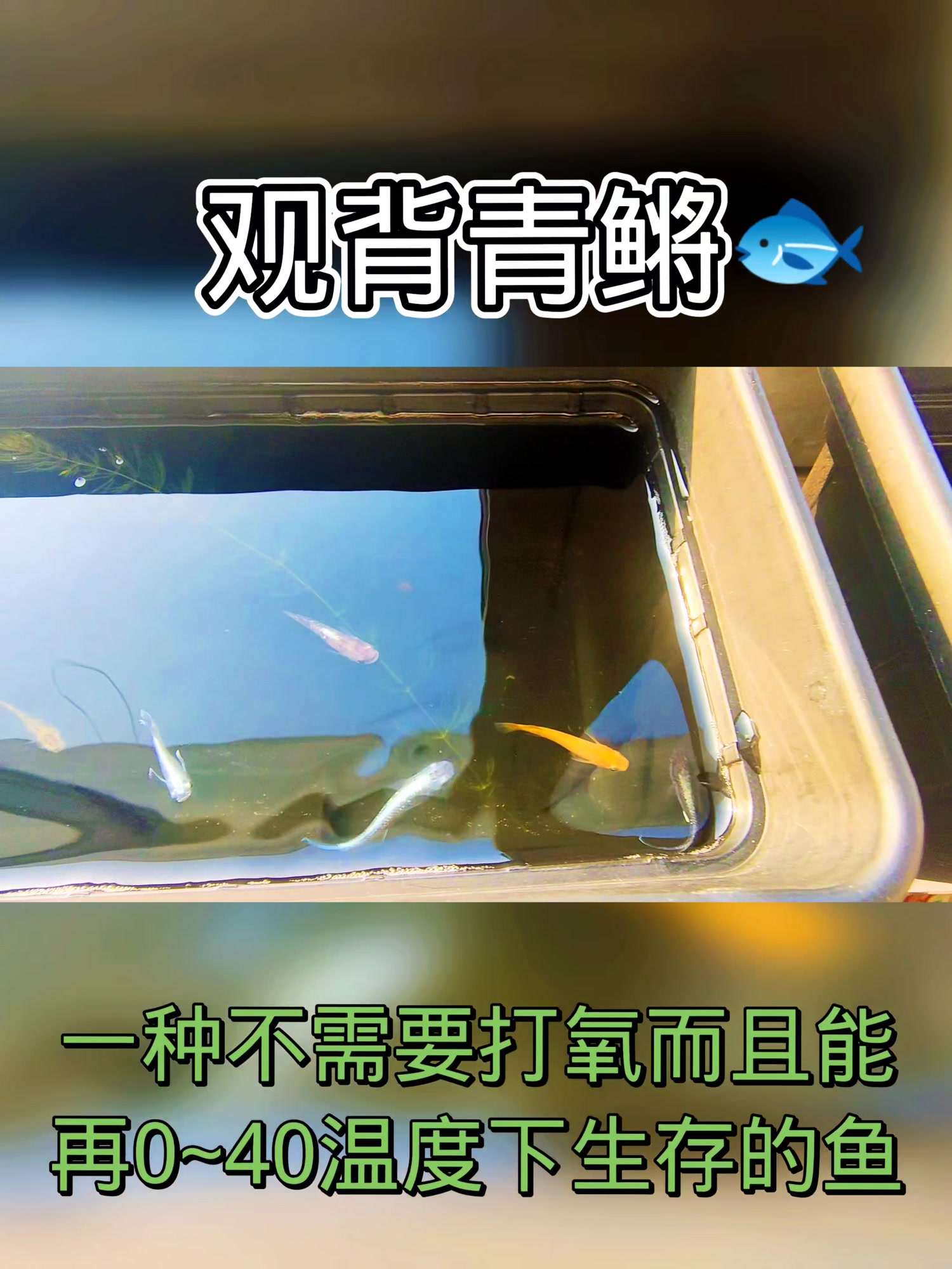 观背青鳉小型观赏鱼