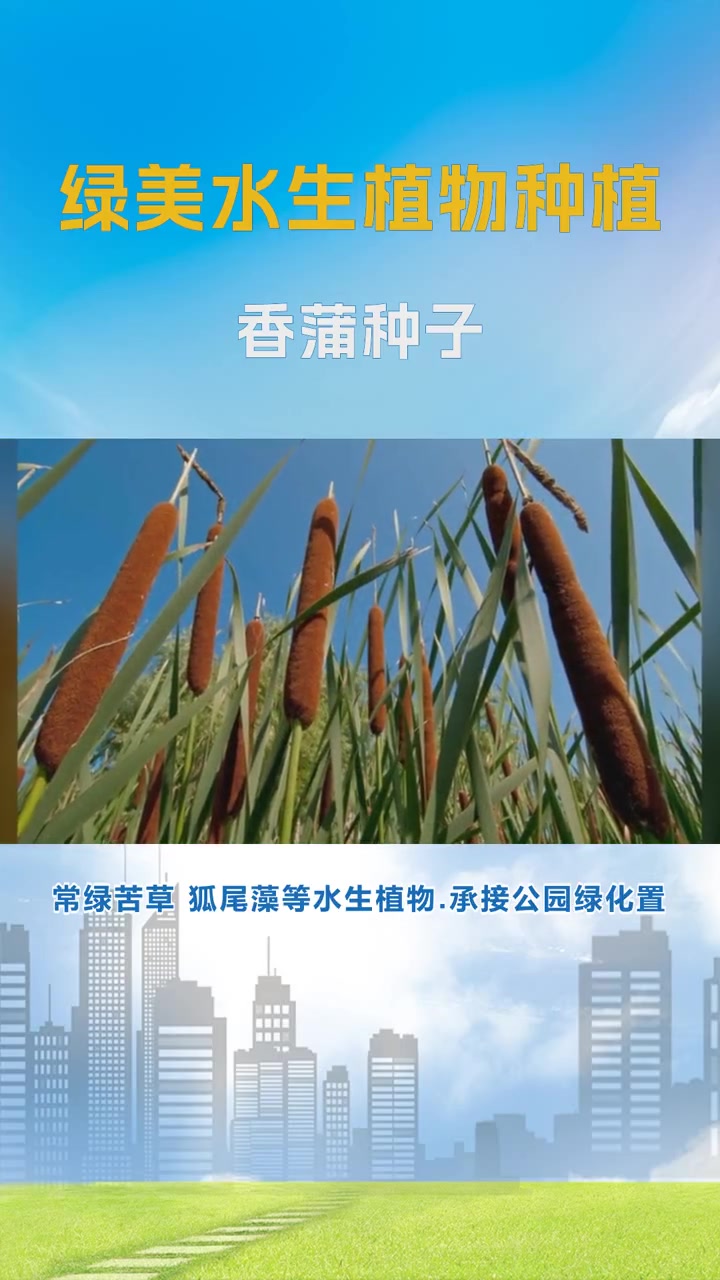 哪里有香蒲买 香蒲种子 香蒲