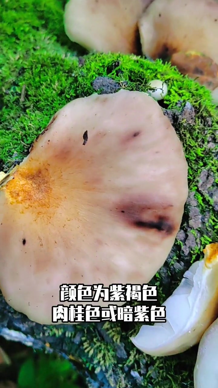 夜里会发光的剧毒蘑菇:日本类脐菇 萌知计划 科普 毒蘑菇 野生菌 采蘑菇
