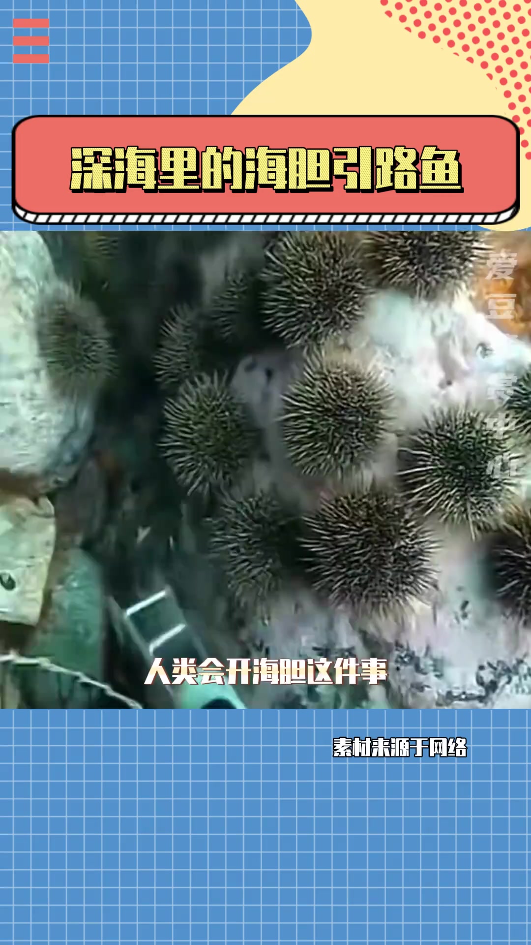 海胆:你这个鱼奸!海洋 搞笑