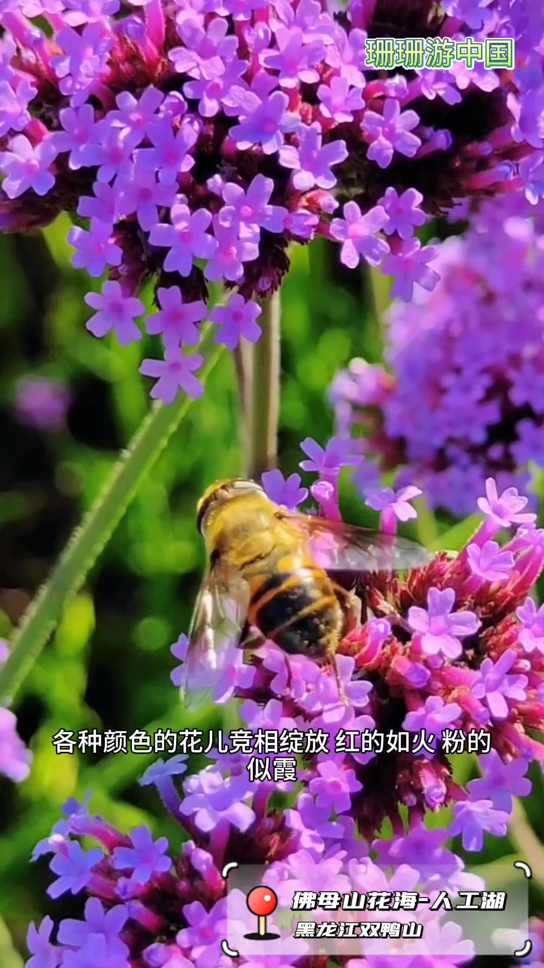 佛母山花海-人工湖!绿色生态之城双鸭山
