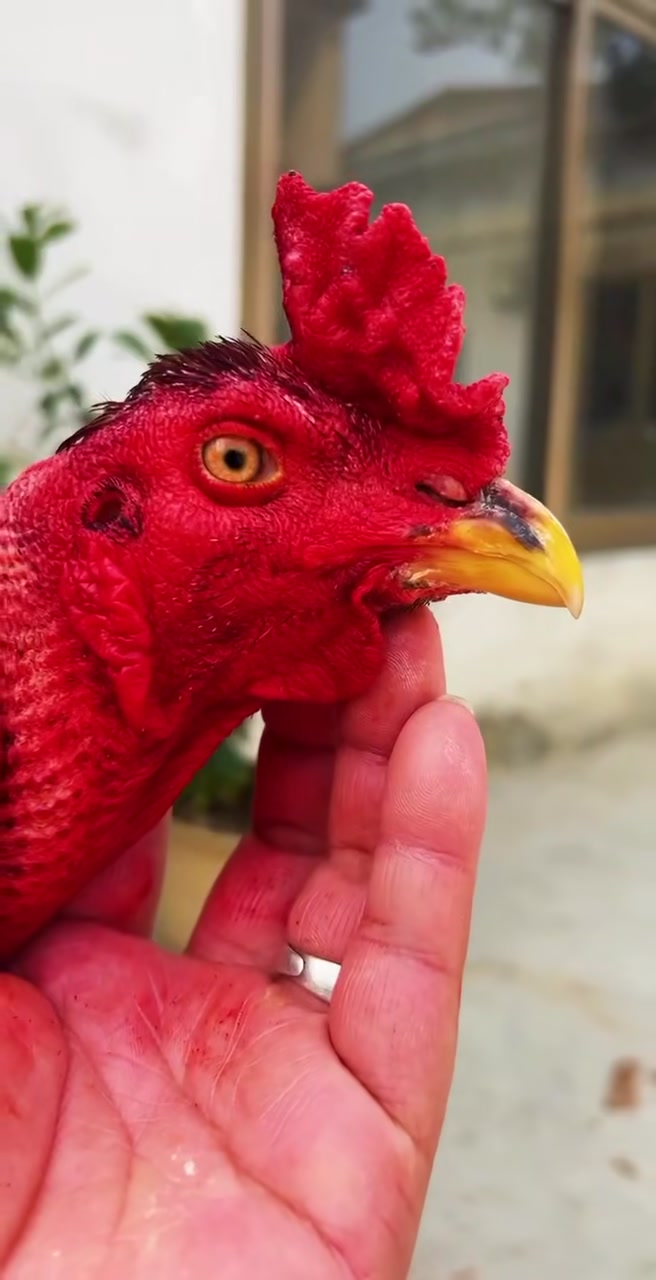 将军冠大号金背鬼子斗鸡