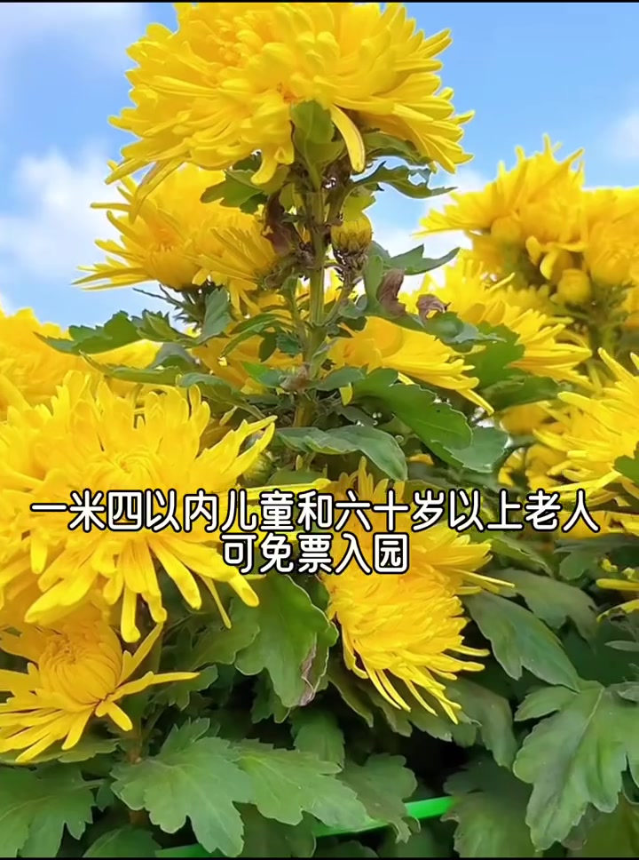 等待了一年的开封菊花展10.18号盛大开幕,单人票29.9包含:门票游船40分钟,1.4c