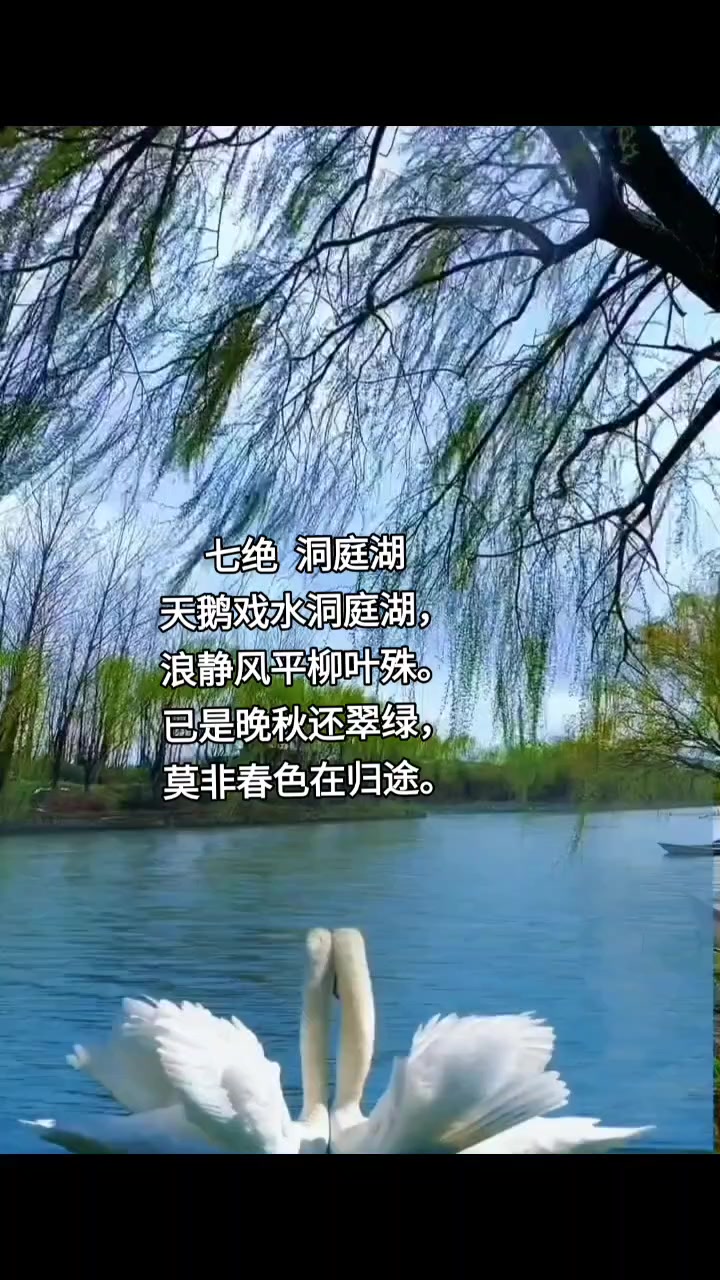 天鹅戏水洞庭湖,浪静风平柳叶殊
