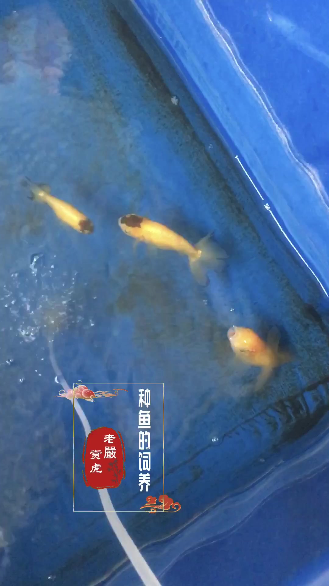 国粹金鱼种鱼的饲养