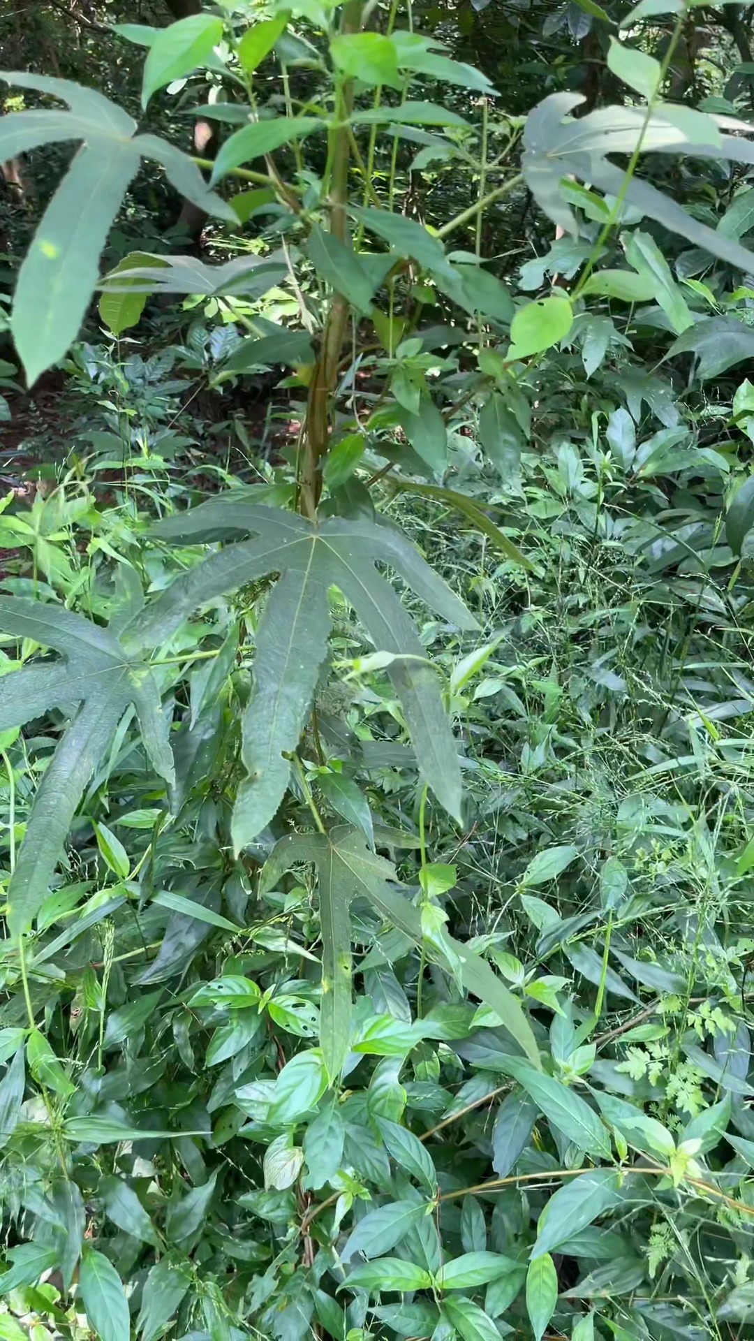 五指毛桃的功效与作用