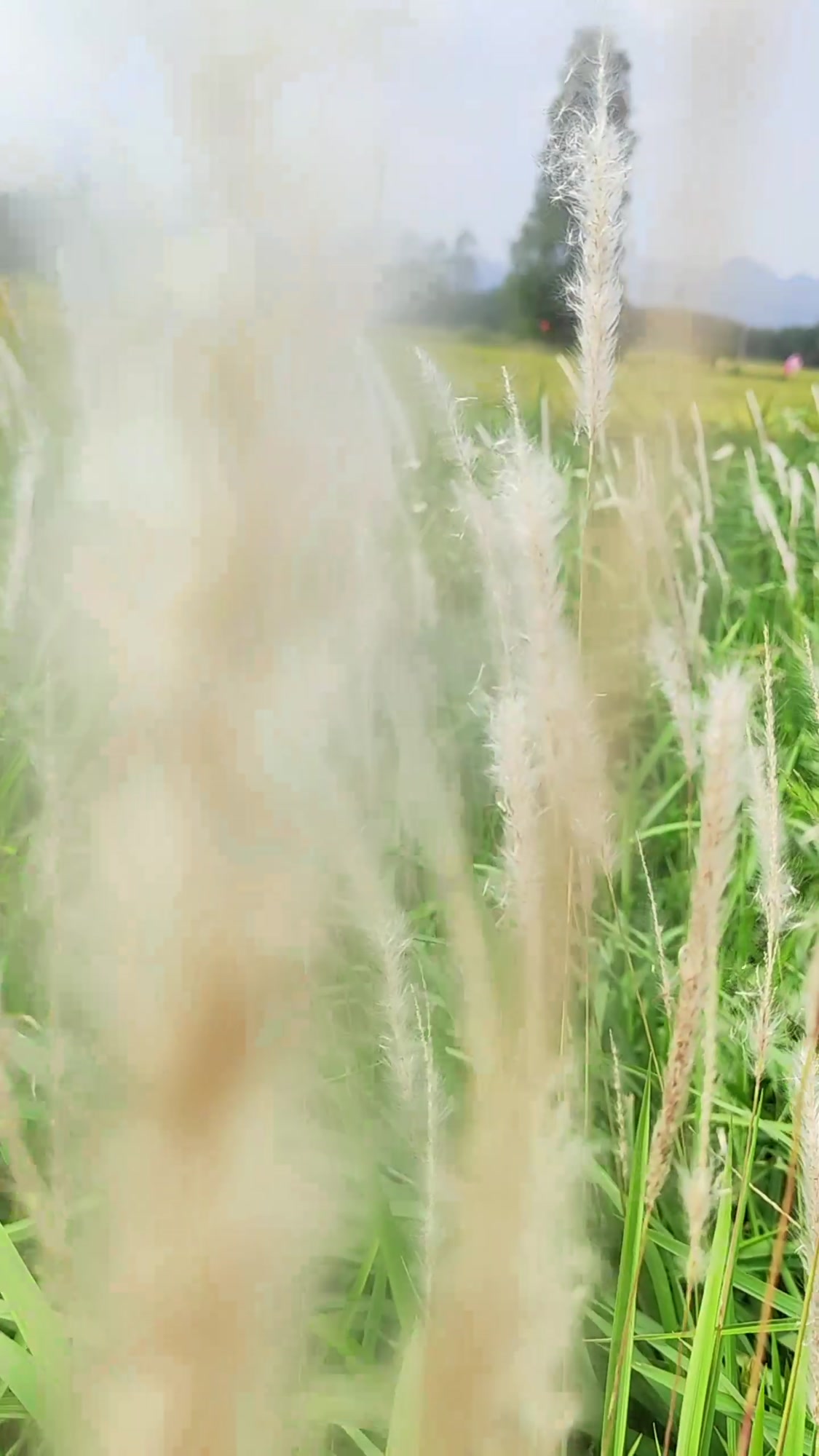 这么好看!野采溪流鳑鲏鱼