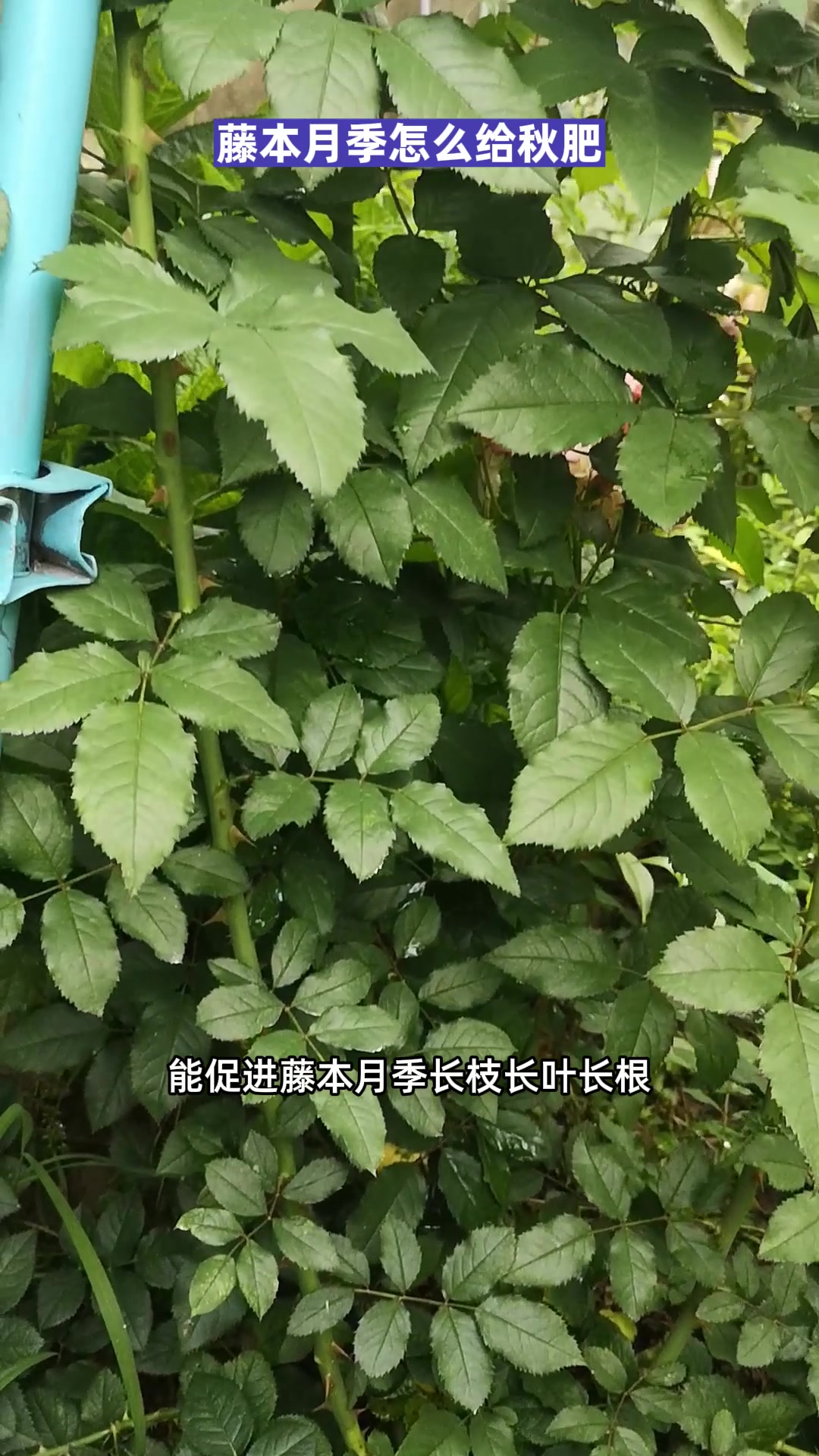 地栽藤本月季秋天该怎么施肥?菜籽饼肥能用吗?有个关键点很重要